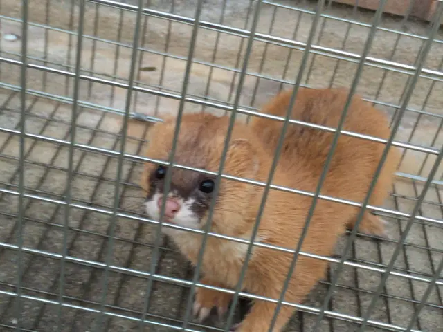 害虫・害獣の駆除お任せください！【24時間営業！】【年中無休】サービスの画像