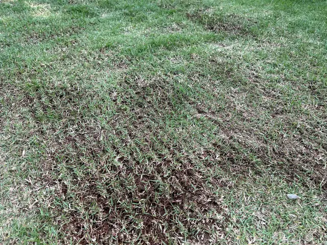 芝生の維持管理サービスの画像