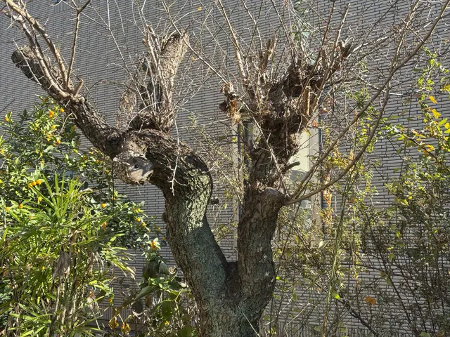 ご要望を伺って手掛けるお庭リニューアル！理想の庭をきめ細かくヒアリングして実現へサービスの画像