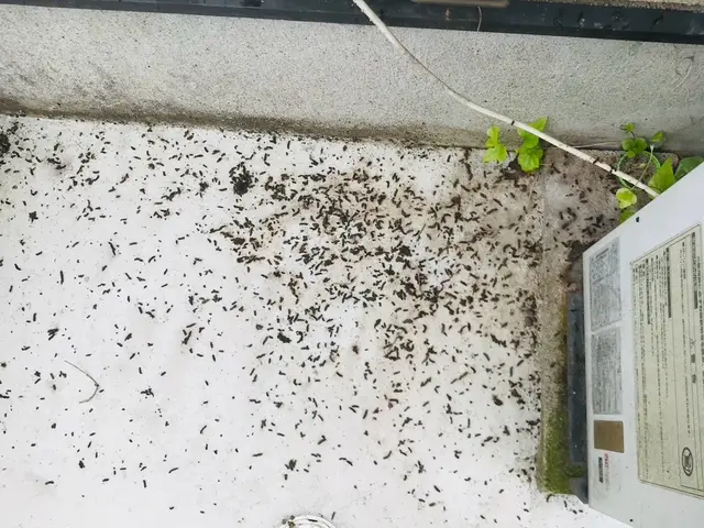 【即日対応可能】すべて自社対応◎まずはご相談からどうぞ！コウモリ駆除はお任せあれサービスの画像