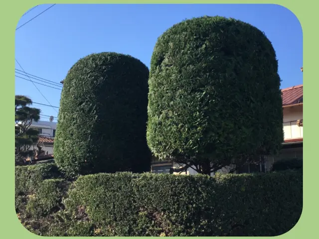 ★町田市発★ 相模原・町田エリアの剪定作業【お写真での見積りも可！】サービスの画像