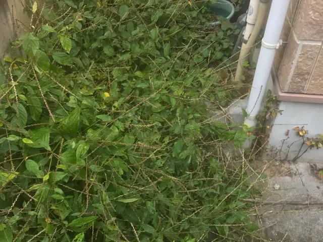 草刈りはお任せください！24時間・年中無休で対応します☆外注なし！スッキリサービスの画像