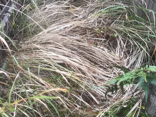 草刈りはお任せください！24時間・年中無休で対応します☆外注なし！スッキリサービスの画像