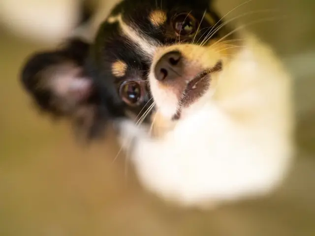 愛するペットの最高の瞬間を!　ワンちゃん、ネコちゃんとの絆を撮影させて頂きます。