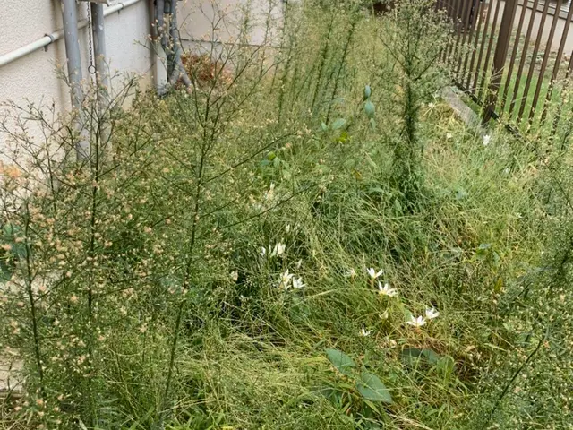 ★8月17日以降予約空き有り★キャッシュレス決済対応★簡単な剪定作業や木の伐採しサービスの画像