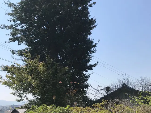 ◆職人歴15年◆一級造園施工管理者　技能経験あり◆駐車代お店負担◆親切丁寧！サービスの画像