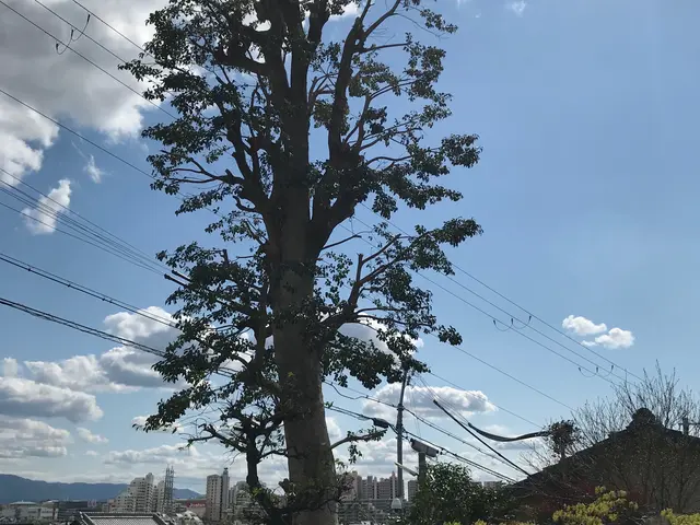 ◆職人歴15年◆一級造園施工管理者　技能経験あり◆駐車代お店負担◆親切丁寧！サービスの画像