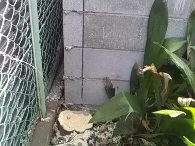 ◎伐採、伐根作業を多く経験しております。ご予算等ご相談下さいませ！サービスの画像