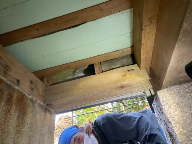 害獣駆除 / ハクビシン・アライグマ・イタチ駆除・ネズミサービスの画像