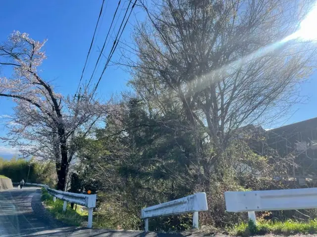 別荘地・電線・ソーラーパネル近接の高木もOK！特殊伐採の技術で安全解決します！サービスの画像