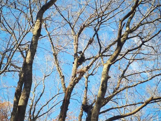 【特殊伐採】電線近接・他社に断られた高木もロープリギング技術で安全解決します！サービスの画像