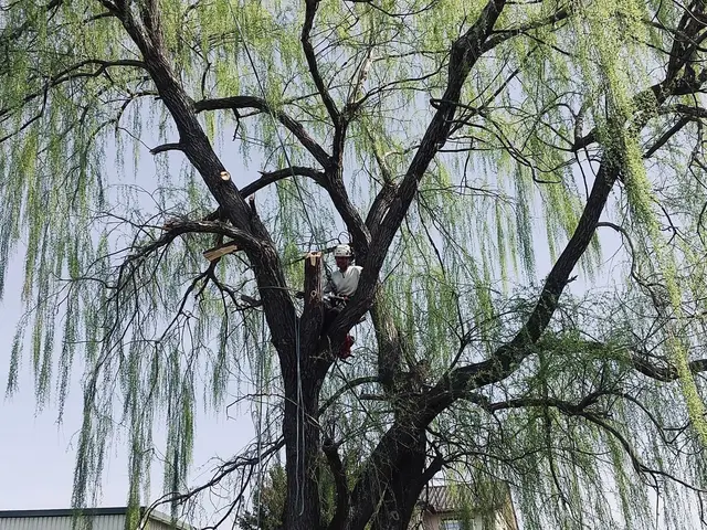 【特殊伐採】電線近接・他社に断られた高木もロープリギング技術で安全解決します！サービスの画像