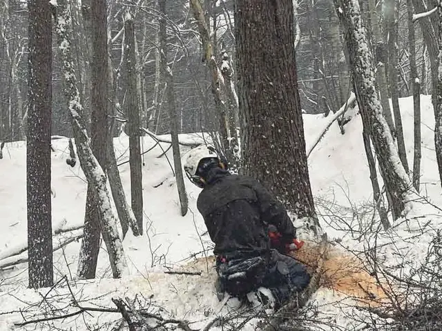 【損害保険加盟店】『特殊伐採承ります！』◉まずはお問い合わせください◉サービスの画像