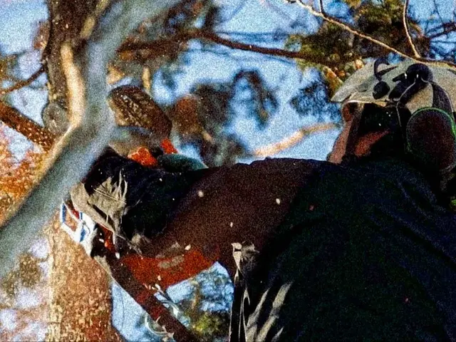 【特殊伐採】電線近接・他社に断られた高木もロープリギング技術で安全解決します！サービスの画像