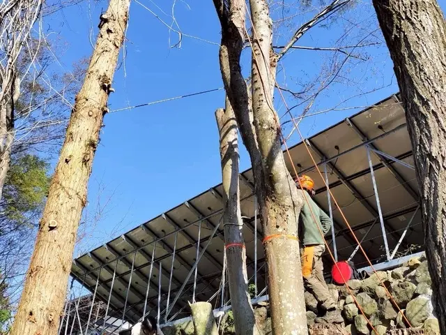別荘地・電線・ソーラーパネル近接の高木もOK！特殊伐採の技術で安全解決します！サービスの画像