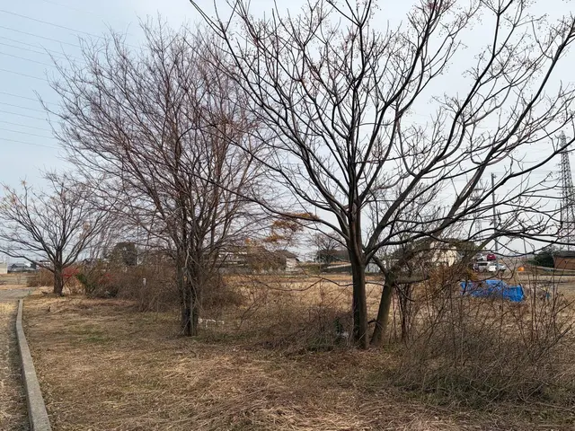 木の伐採・抜根作業サービスの画像