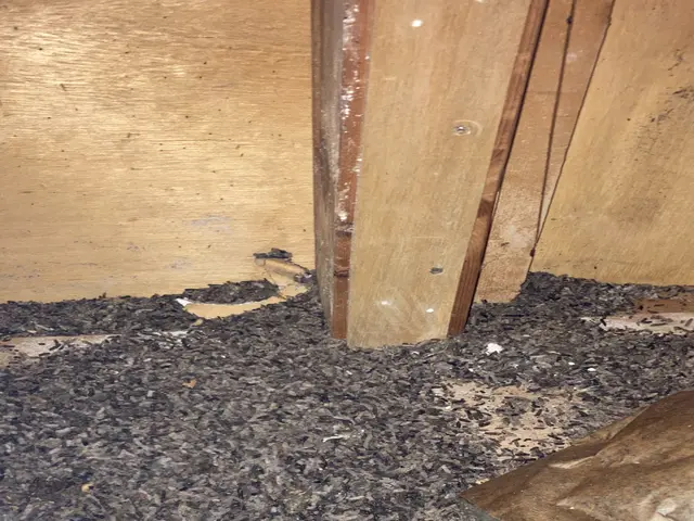 ★✩くらしのマーケットのコウモリ駆除の作業実績100件以上★✩見積無料サービスの画像