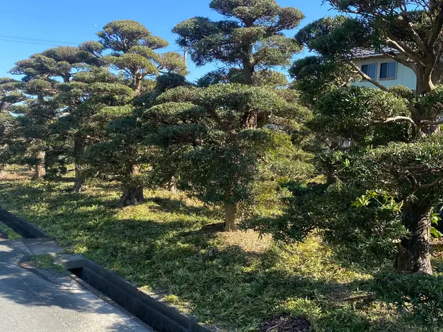 10年以上の経験と500件以上の作業実績！お客様に庭木の美化をお届けサービスの画像