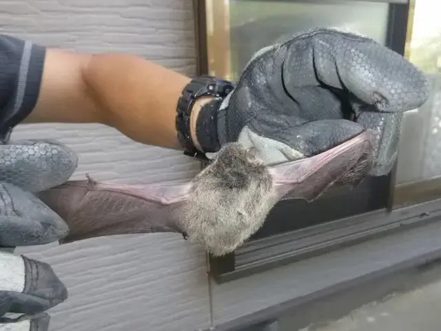 コウモリ駆除歴10年以上の有資格者多数在籍【事前見積り無料】【事前調査可能】サービスの画像