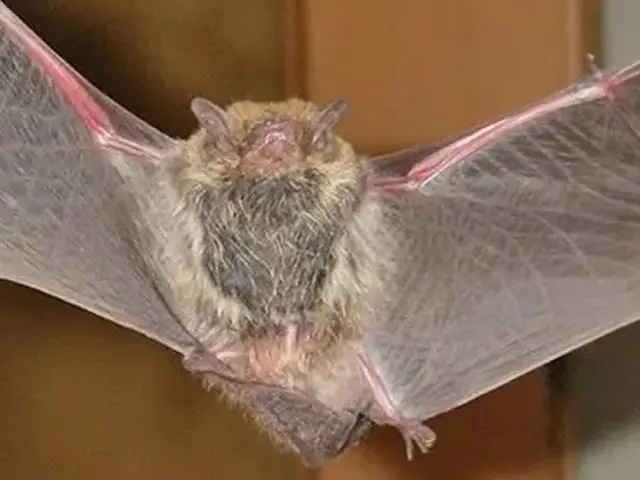 コウモリ駆除歴10年以上の有資格者多数在籍【事前見積り無料】【事前調査可能】サービスの画像