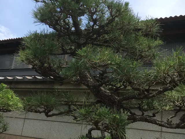 マツも含めて庭木の剪定を行います。サービスの画像