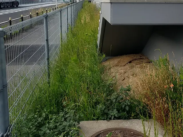 草むしり(電動.手動)サービスの画像