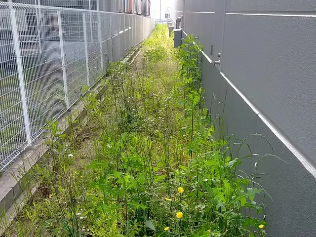 草むしり(電動.手動)サービスの画像