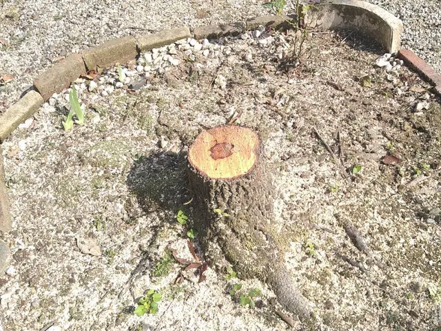 数多くの経験を生かしプロの技術で安心安全に作業いたします　庭石撤去サービスの画像