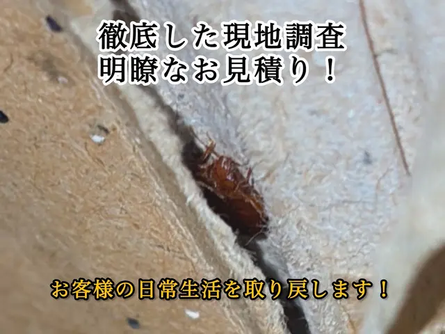 ◆トコジラミ駆除専門◆即日対応可能です！完全駆除実績多数☆お任せください！サービスの画像