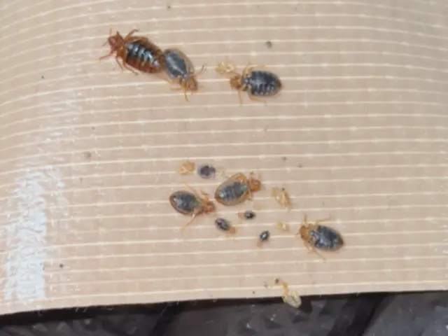 ◆トコジラミ駆除専門◆即日対応可能です！完全駆除実績多数☆お任せください！サービスの画像