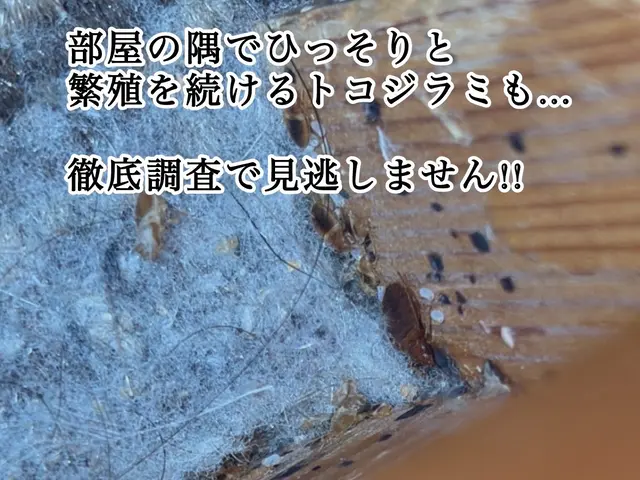 ◆トコジラミ駆除専門◆即日対応可能です！完全駆除実績多数☆お任せください！サービスの画像