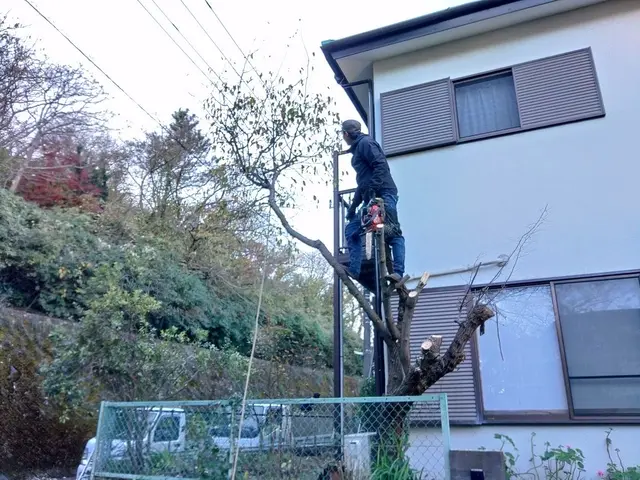 不要な樹木の伐採、抜根、承ります。サービスの画像