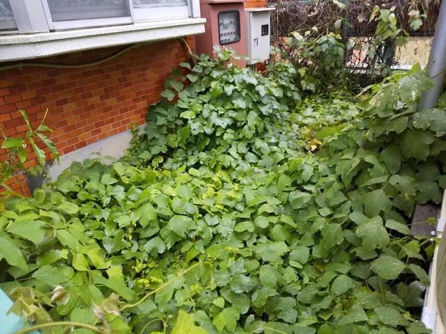 庭、畑、宅地、住宅などの草刈りなどいたします。ゴミ回収も致します。サービスの画像