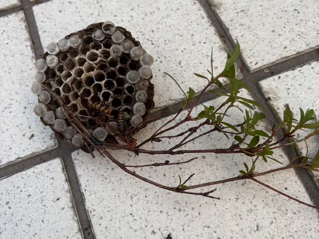 大手経験者による自社スタッフ完全対応！地域外相談OK・迅速蜂の巣撃退サービスの画像