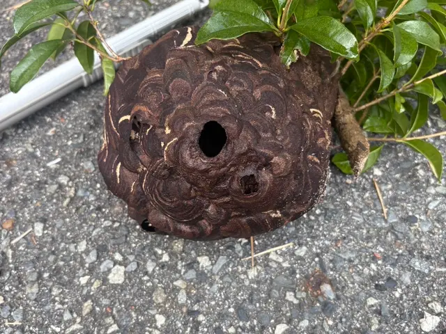 大手経験者による自社スタッフ完全対応！地域外相談OK・迅速蜂の巣撃退サービスの画像