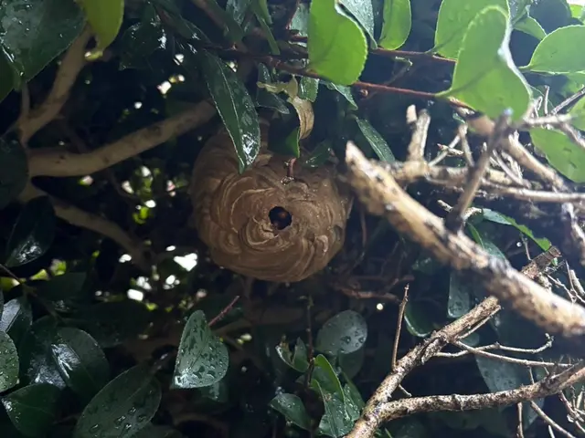 大手経験者による自社スタッフ完全対応！地域外相談OK・迅速蜂の巣撃退サービスの画像