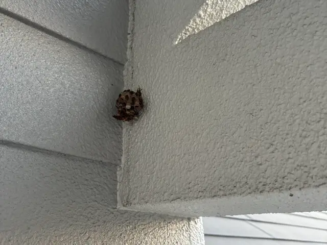 大手経験者による自社スタッフ完全対応！地域外相談OK・迅速蜂の巣撃退サービスの画像