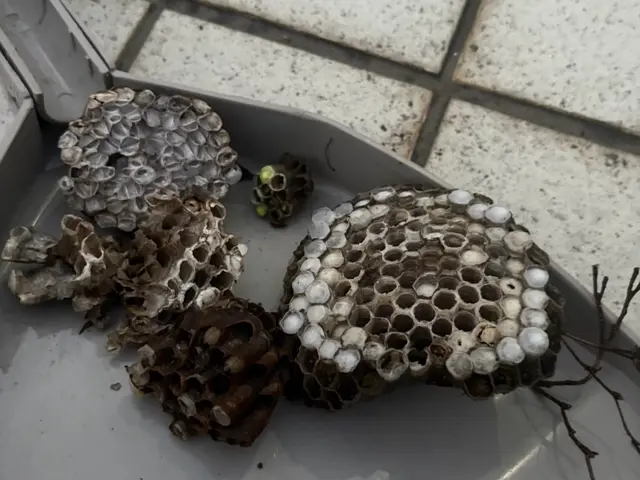 大手経験者による自社スタッフ完全対応！地域外相談OK・迅速蜂の巣撃退サービスの画像