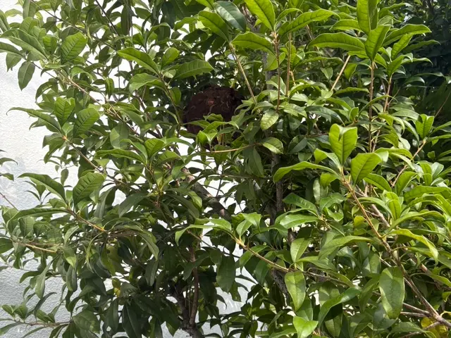 大手経験者による自社スタッフ完全対応！地域外相談OK・迅速蜂の巣撃退サービスの画像