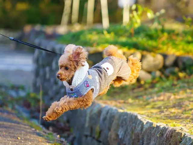 愛おしいペットの“今”を自然にのこします。