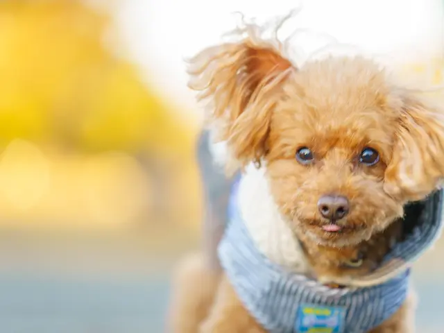 愛おしいペットの“今”を自然にのこします。