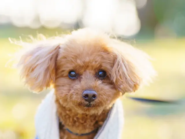 愛おしいペットの“今”を自然にのこします。