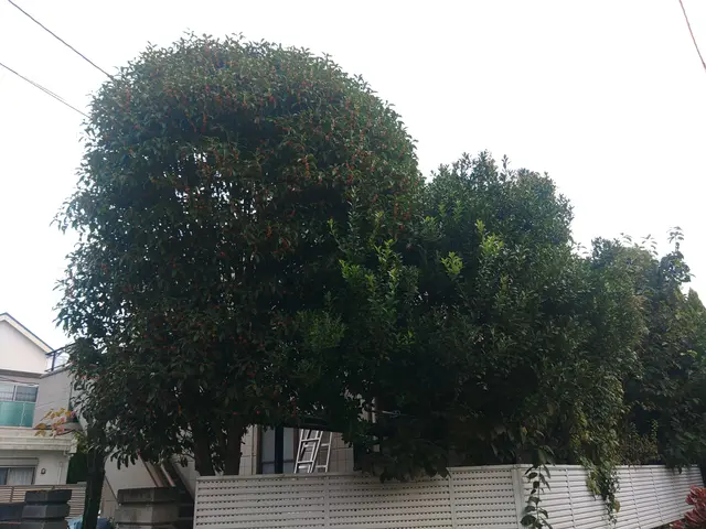 【創業25年】年中無休！庭木のお手入れ、事業所、マンション等の緑地管理承りますサービスの画像