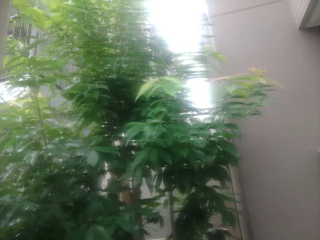 【創業25年】年中無休！庭木のお手入れ、事業所、マンション等の緑地管理承りますサービスの画像