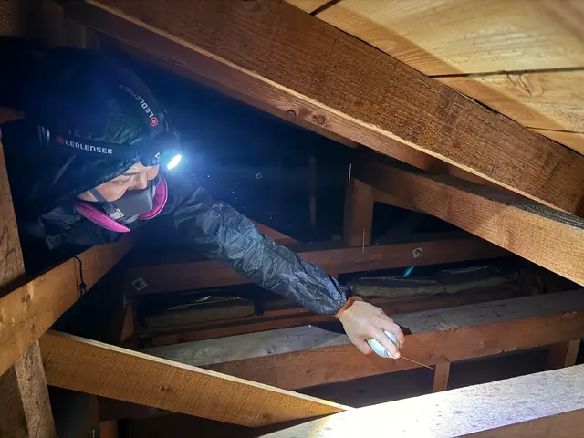 【駆除歴8年目】適正価格保証　即日対応可　真心込めて作業します！インボイス登録店サービスの画像