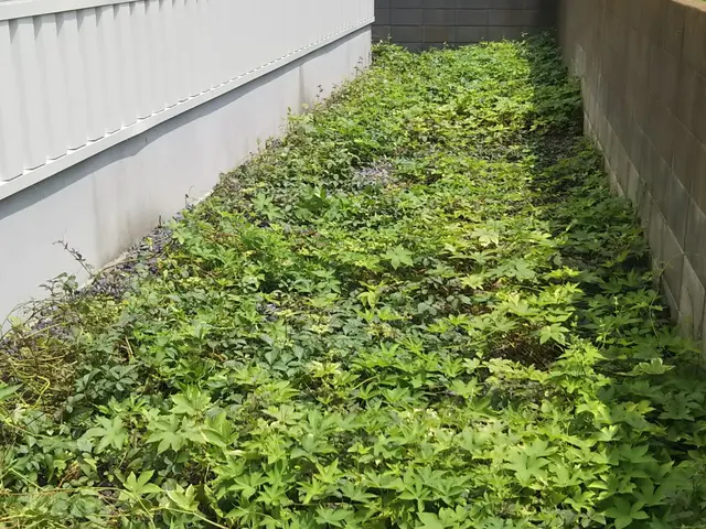 寒さ暑さもなんのその！伸びた雑草お任せください！サービスの画像