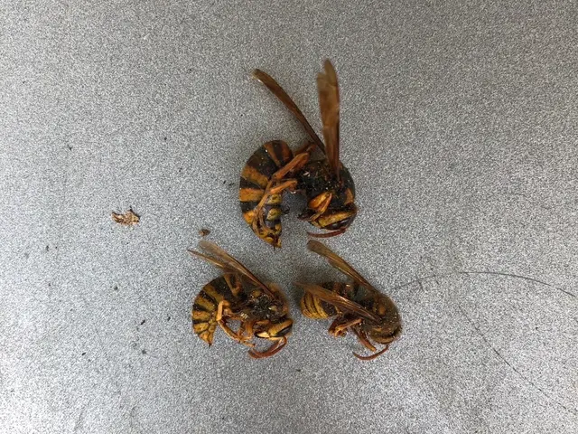 危険な蜂の巣は早急に駆除いたします！サービスの画像