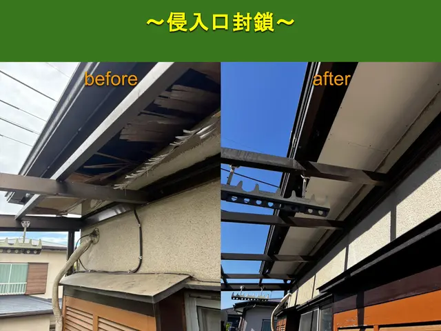 【安心の地元業者】アライグマ、ハクビシン追い出し、再侵入予防のプロフェッショナルサービスの画像