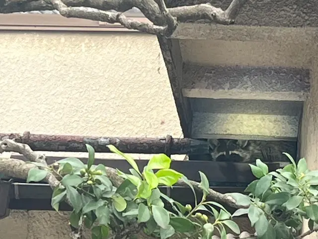 【現地調査☆無料】害獣駆除のプロにお任せ下さい！防除作業監督者が行う再侵入予防！サービスの画像
