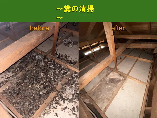 【安心の地元業者】アライグマ、ハクビシン駆除、再侵入予防のプロフェッショナル！！サービスの画像